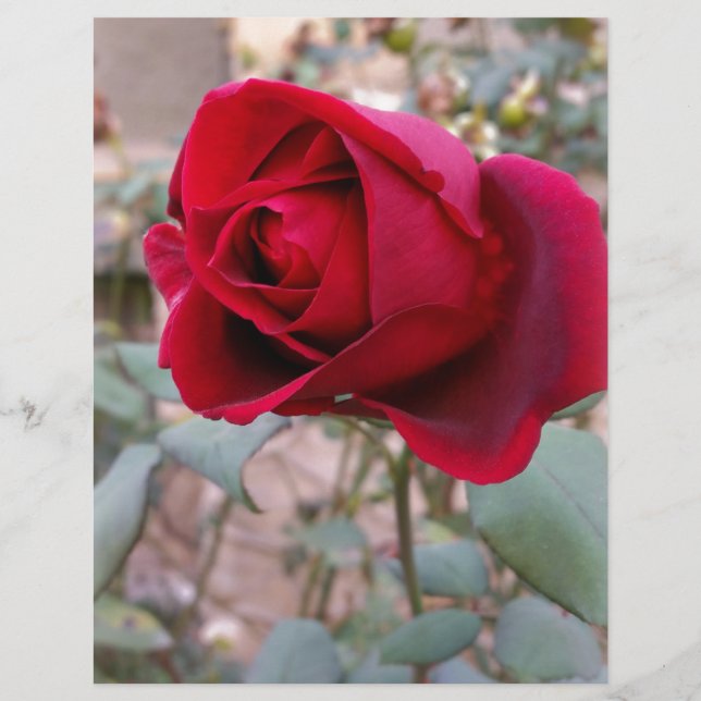 dernière rose rouge (Devant)