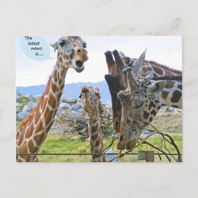 Dernières nouvelles : Carte postale (Devant)