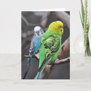 Des Budgies colorées ! - Carte Art Cadre