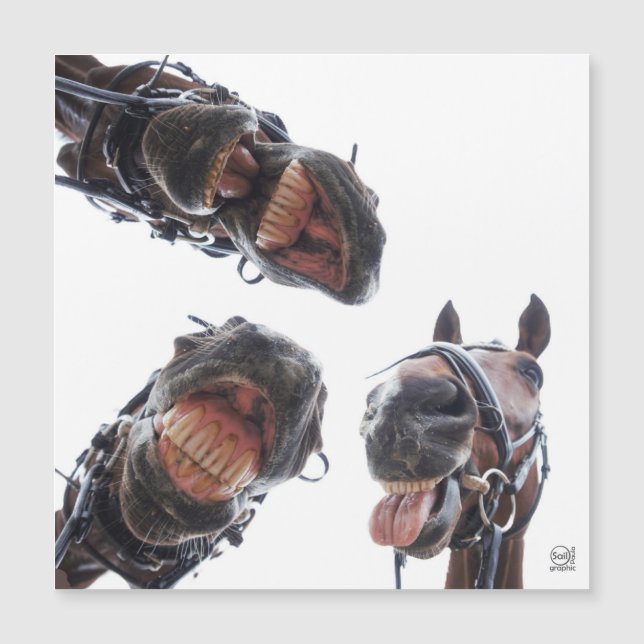 Des chevaux dans la bouche. 3 chevaux souriant, hu (Devant)