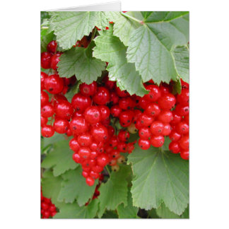 Des courants rouges sur le Plante. Feuilles verts.