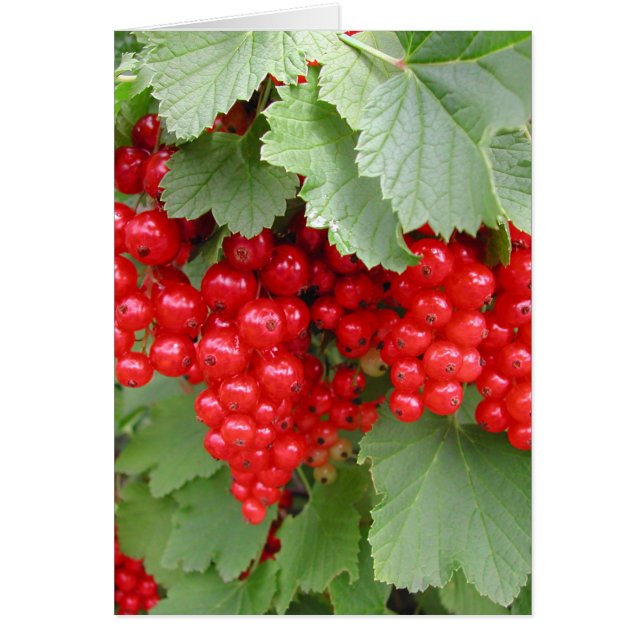 Des courants rouges sur le Plante. Feuilles verts. (Devant)