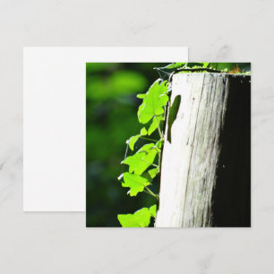 Des feuilles de lierre vert dans un tronc d'arbre
