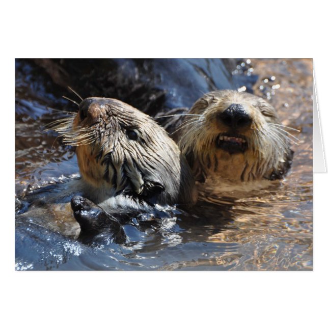 Des loutres de mer qui sourient ! (Devant horizontal)
