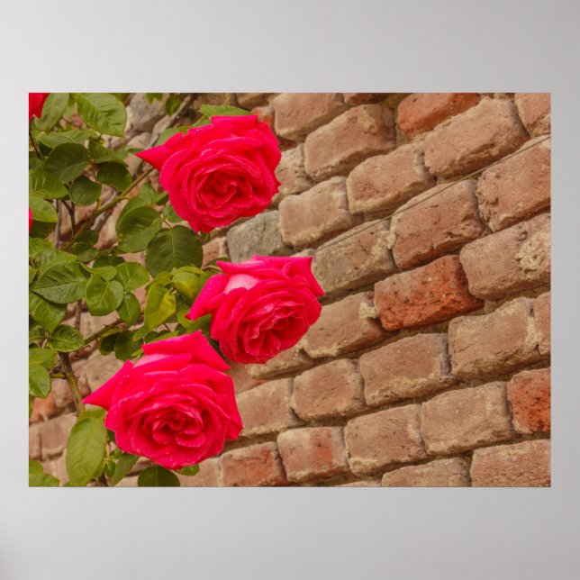 Des roses grimpent sur une affiche de mur en briqu (Devant)