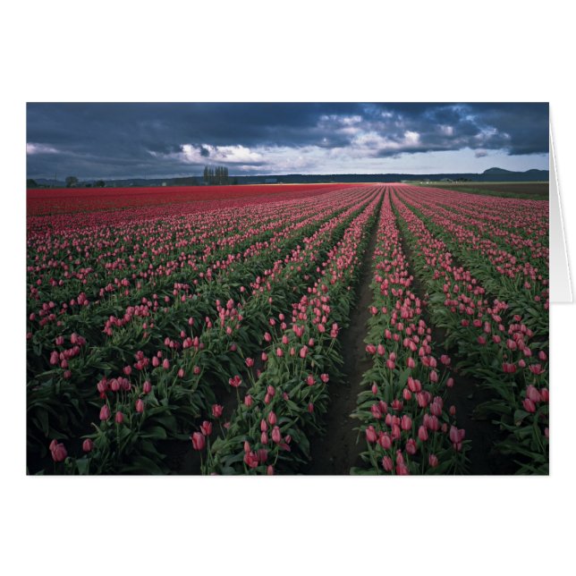 Des tulipes roses et rouges brillent sous un ciel  (Devant horizontal)