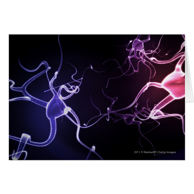 Description colorée des neurones (Devant horizontal)