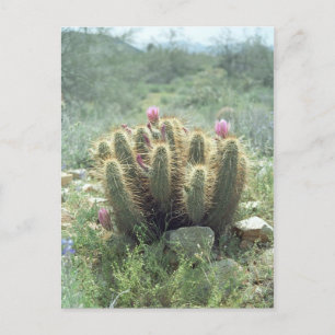 Desert Blooms Cactus Sonora Arizona Photo Carte po