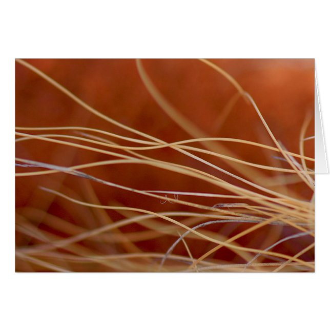 Desert Breeze (Devant horizontal)