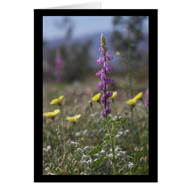 Désert de loup (Devant)