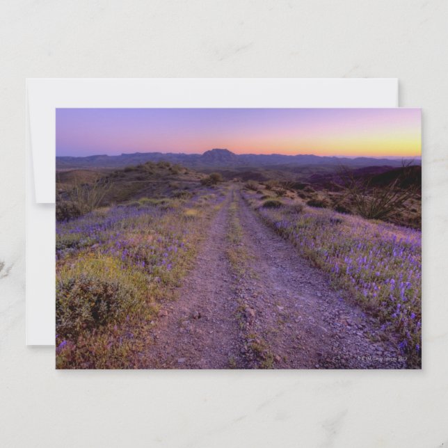 Desert Gravel Road (Devant)