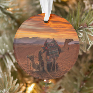 Deserts Bactrian Camel Egypt Sand Dune