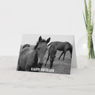 Cartes Cheval Blanc D Anniversaire Zazzle Fr