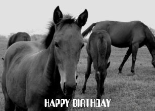 Cartes Cheval Blanc D Anniversaire Zazzle Fr