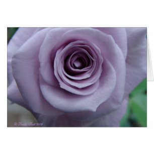 Design de carte rose d'argent sterling
