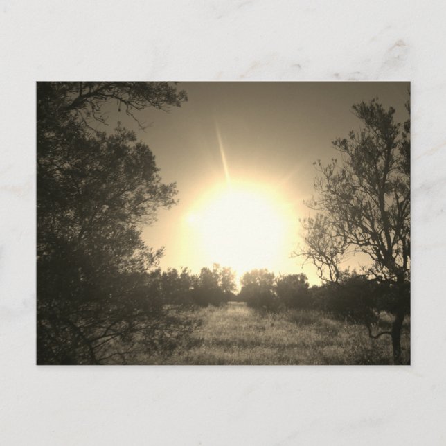 DESIGN DE STYLE ECO SUNSHINE Carte postale (Devant)