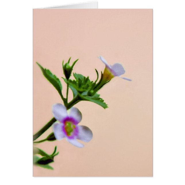 Design Floral Sur Rose (Devant)
