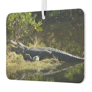 Désodorisant Pour Voiture Alligator se prélassant sur la rive de la Floride