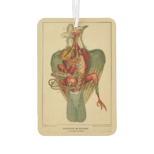 Désodorisant Pour Voiture Anatomie d'un pigeon