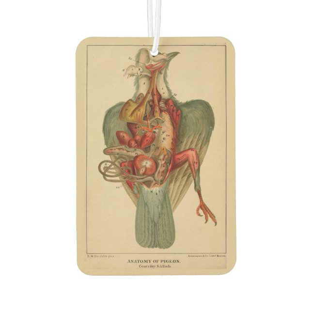 Désodorisant Pour Voiture Anatomie d'un pigeon (Dos)