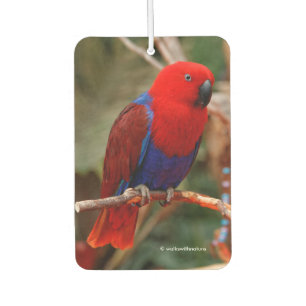 Désodorisant Pour Voiture Belle "Dame en rouge" Eclectus Parrot