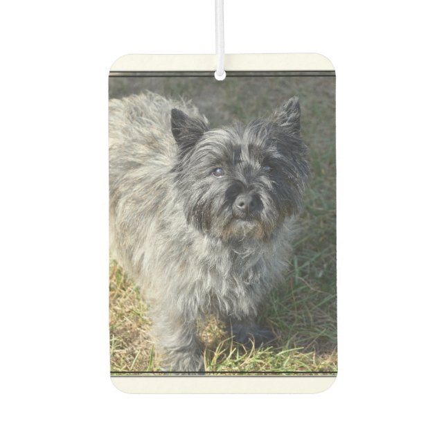 Désodorisant Pour Voiture Black Cairn Terrier (Devant)