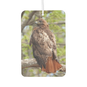 Désodorisant Pour Voiture Buse à queue rousse -Oiseau de proie