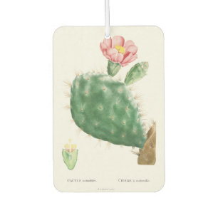 Désodorisant Pour Voiture Cactus Cochenillifer, Illustration Antique, 1799 