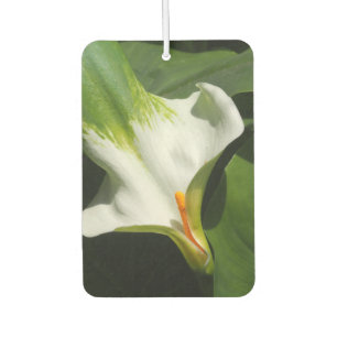 Désodorisant Pour Voiture Calla Lily, Zantedeschia
