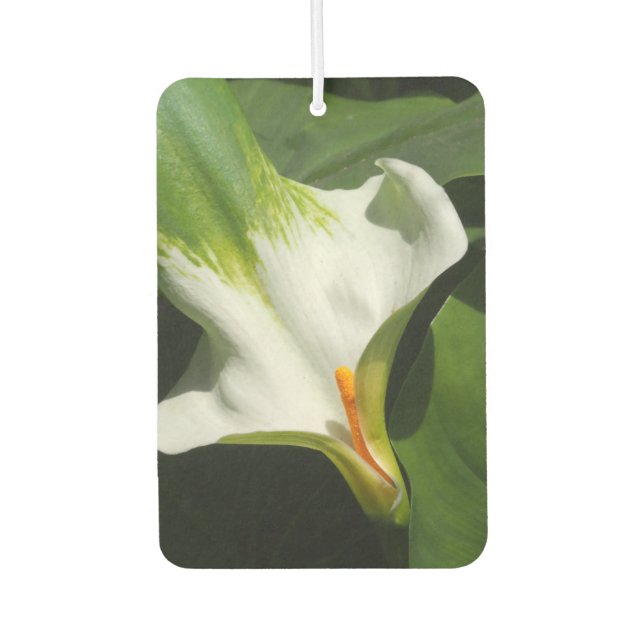 Désodorisant Pour Voiture Calla Lily, Zantedeschia (Devant)