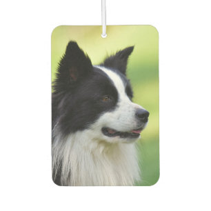 Désodorisant Pour Voiture Chien de Collie