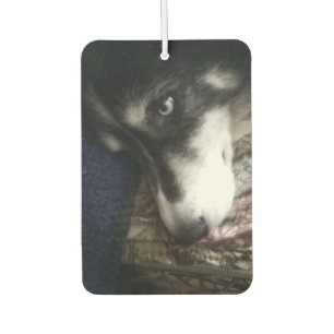 Désodorisant Pour Voiture Chien endormi