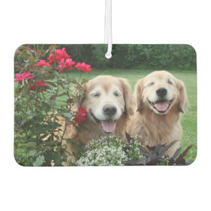 Désodorisant Pour Voiture Chiens d'arrêt d'or riants dehors par des roses