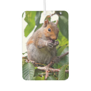 Désodorisant Pour Voiture Cuite Cerise cueillir Écureuil gris