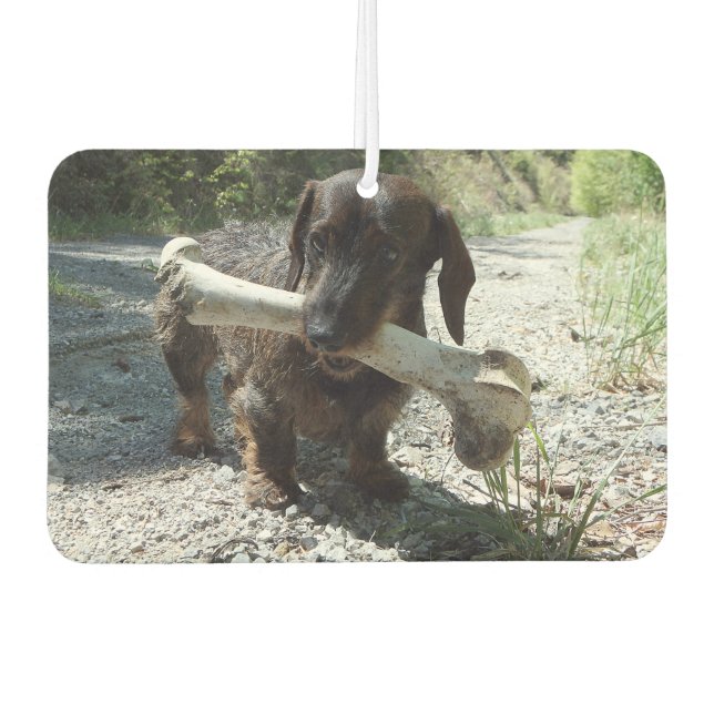 Désodorisant Pour Voiture Dachshund (Devant)