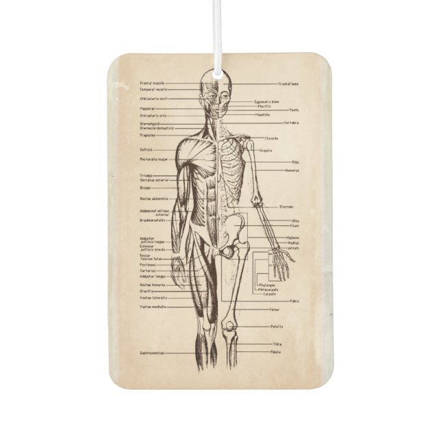 Désodorisant Pour Voiture Diagramme d'anatomie et de physiologie humaines (Devant)