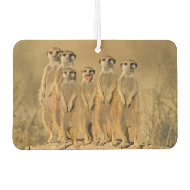 Désodorisant Pour Voiture Famille de suricates (Devant)