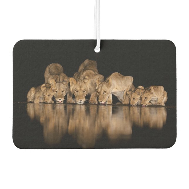 Désodorisant Pour Voiture Fierté de lions buvant au point d'eau la nuit (Devant)