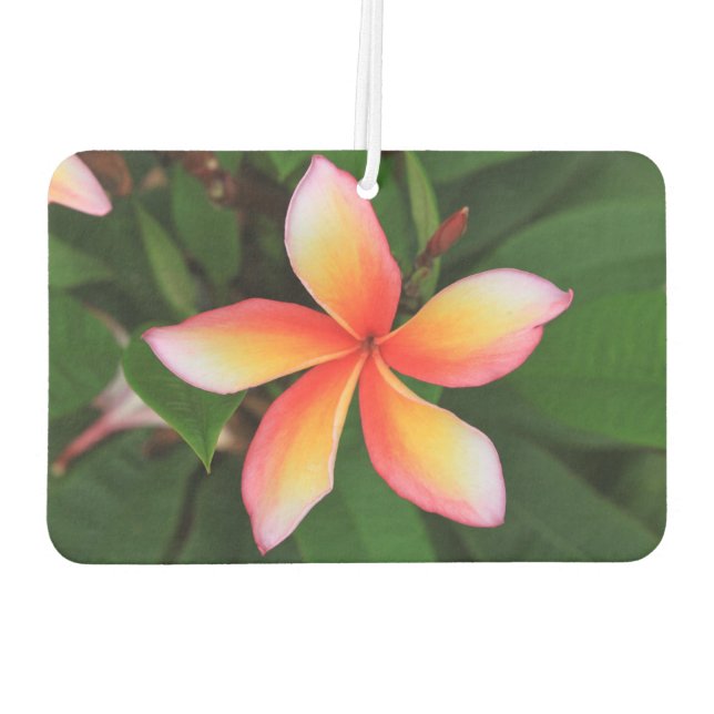 Désodorisant Pour Voiture Fleur Frangipani (Dos)