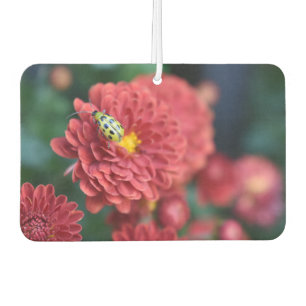 Désodorisant Pour Voiture Fleur rouge Nature Photographie du dendroctone ins