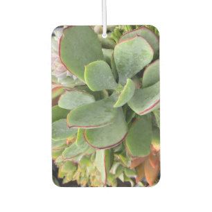 Désodorisant Pour Voiture Fraîcheur d'air Succulent