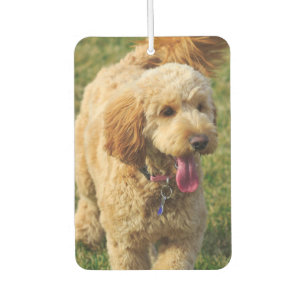 Désodorisant Pour Voiture Goldendoodle