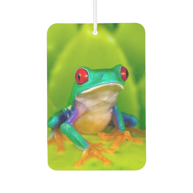 Désodorisant Pour Voiture Grenouille aux yeux rouges, Costa Rica (Devant)