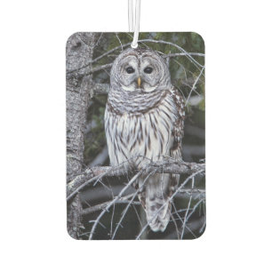 Désodorisant Pour Voiture Hibou barré