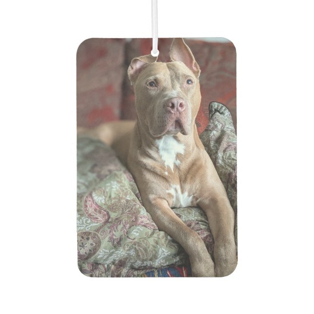 Désodorisant Pour Voiture Joli Pit Bull (Devant)