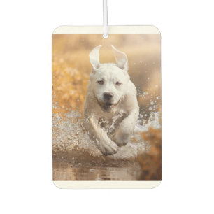 Désodorisant Pour Voiture Labrador Retriever Runer in River Air Freshener