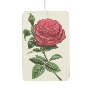 Désodorisant Pour Voiture Lithographie de rose antique, François-Frédéric Gr