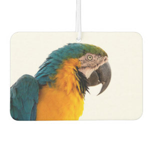 Désodorisant Pour Voiture Notes de perroquet