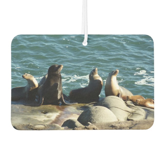 Désodorisant Pour Voiture Otaries de San Diego (Devant)
