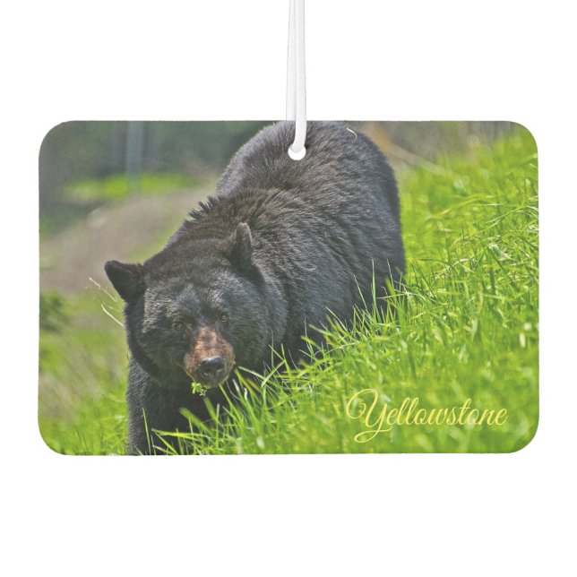 Désodorisant Pour Voiture Ours de Yellowstone (Devant)